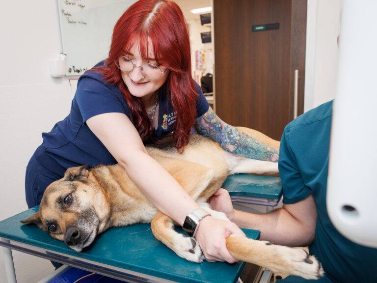 Read more about the article Capturing Headshots and Business Branding with Compassionate Care: A Photo Shoot with Olympic Veterinary Cardiology